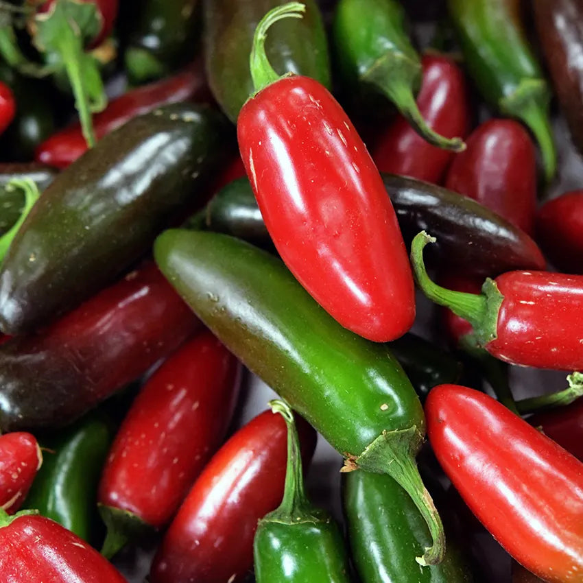 PEPPER ZAPOTEG JALAPEÑO