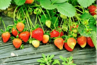 Tresca Strawberry (Fragaria x Ananassa)