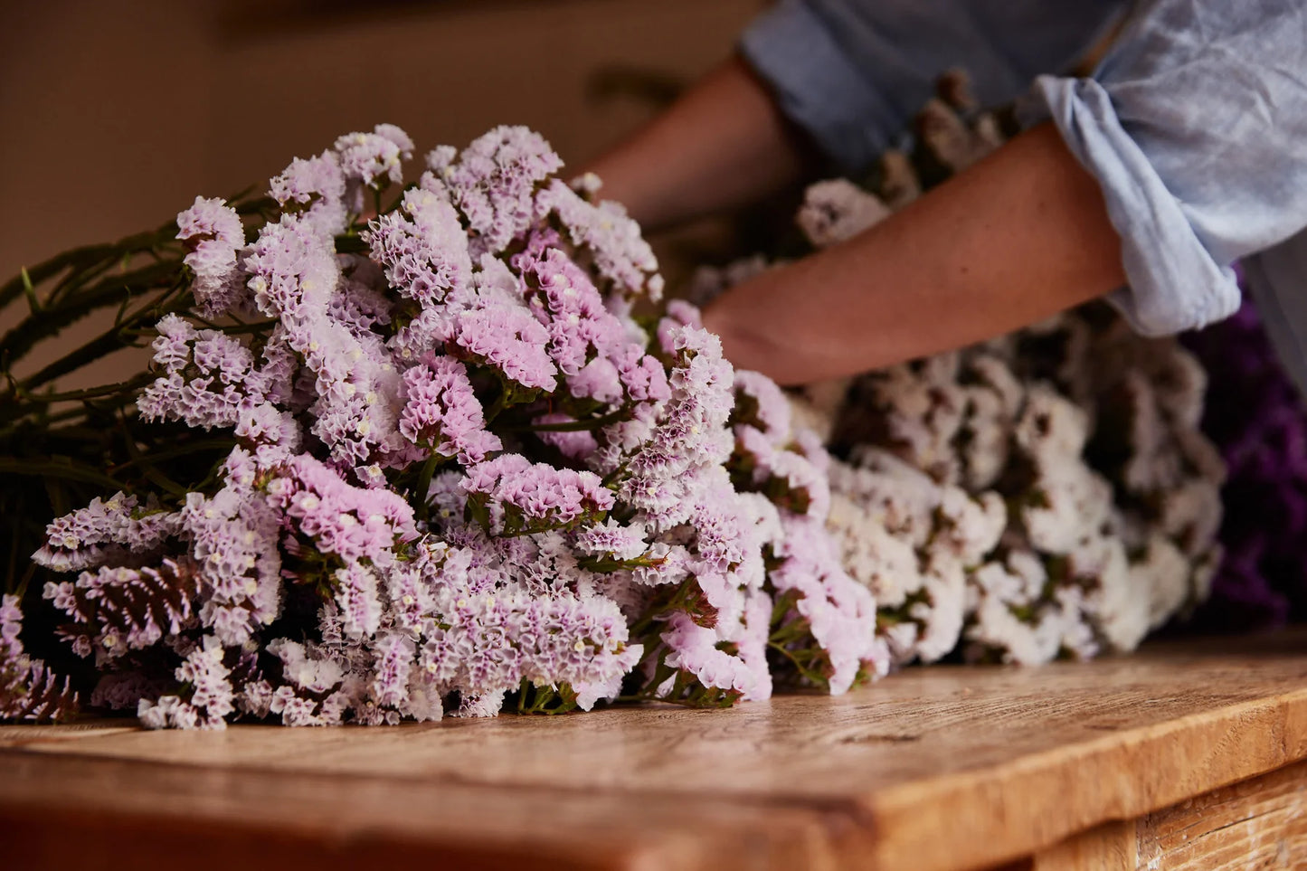 Statice SC'*.FOREVER HAPPY, Limonium sinuatur