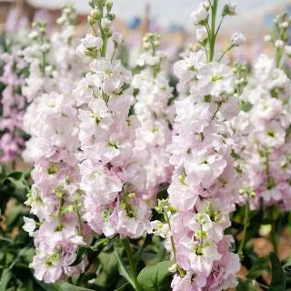 STOCKS NEW KABUKI LIGHT PINK