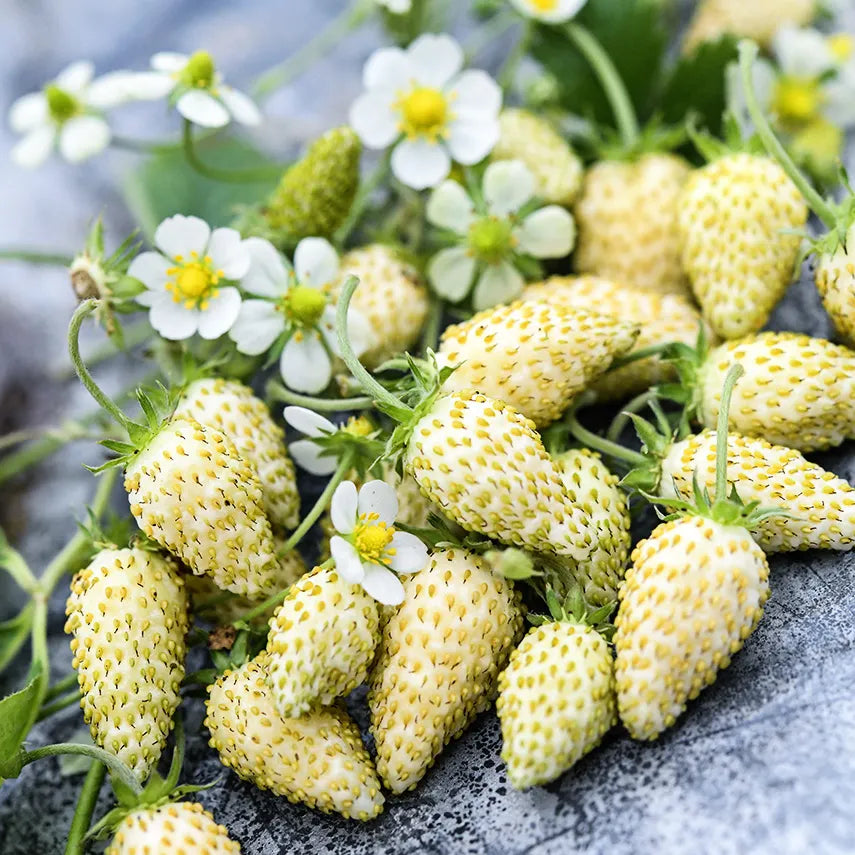 Strawberry white soul