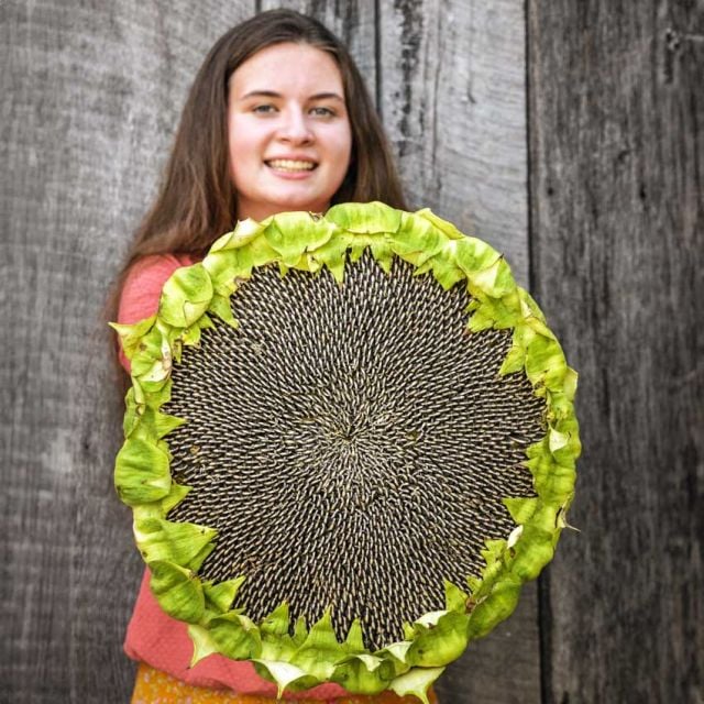 SUNFLOWER MONGOLIAN GIANT