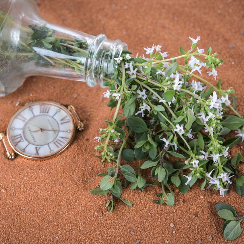 THYME WILD