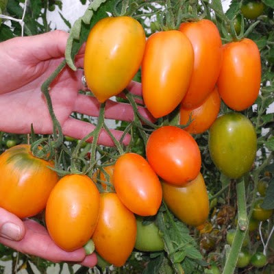 TOMATO ORANGE ICICLE