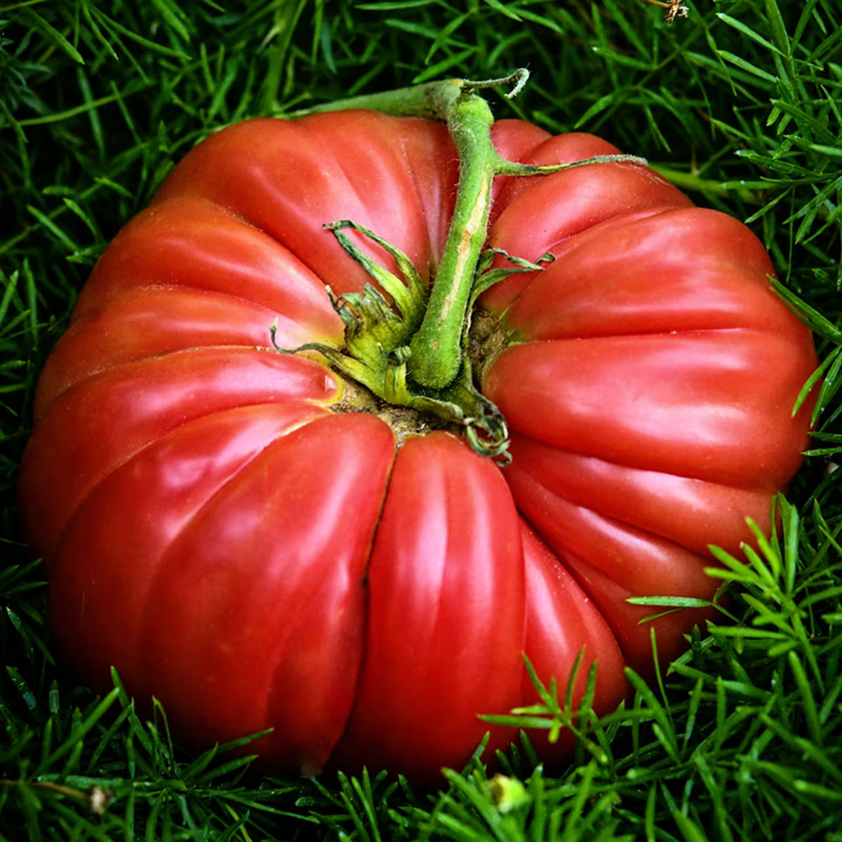 TOMATO ABE LINGOLN