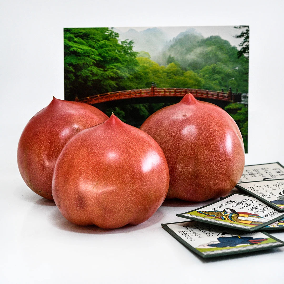 TOMATO ACHI