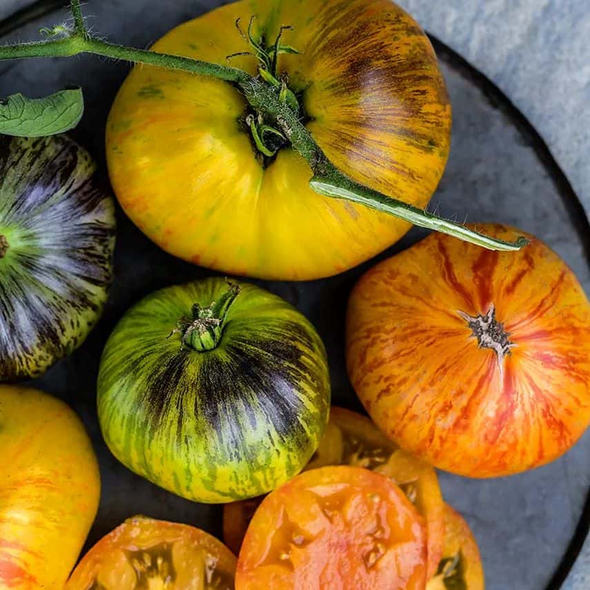 TOMATO ALICE'S DREAM