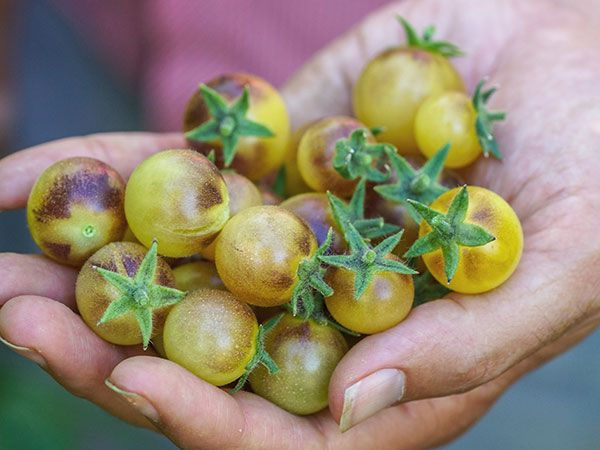 TOMATO BLUE CREAM BERRIES