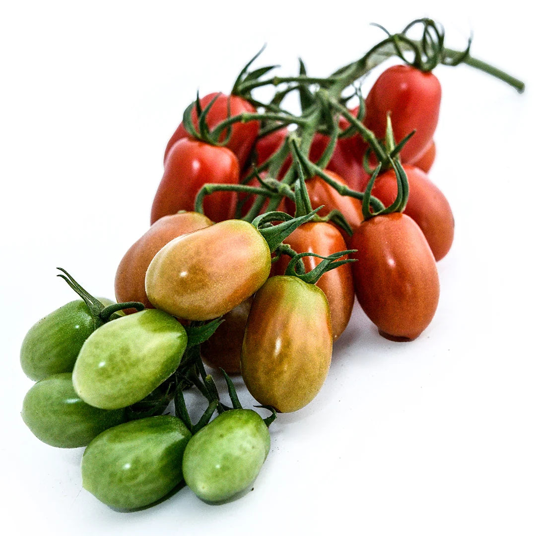 TOMATO CHERRY FLAVIOLA