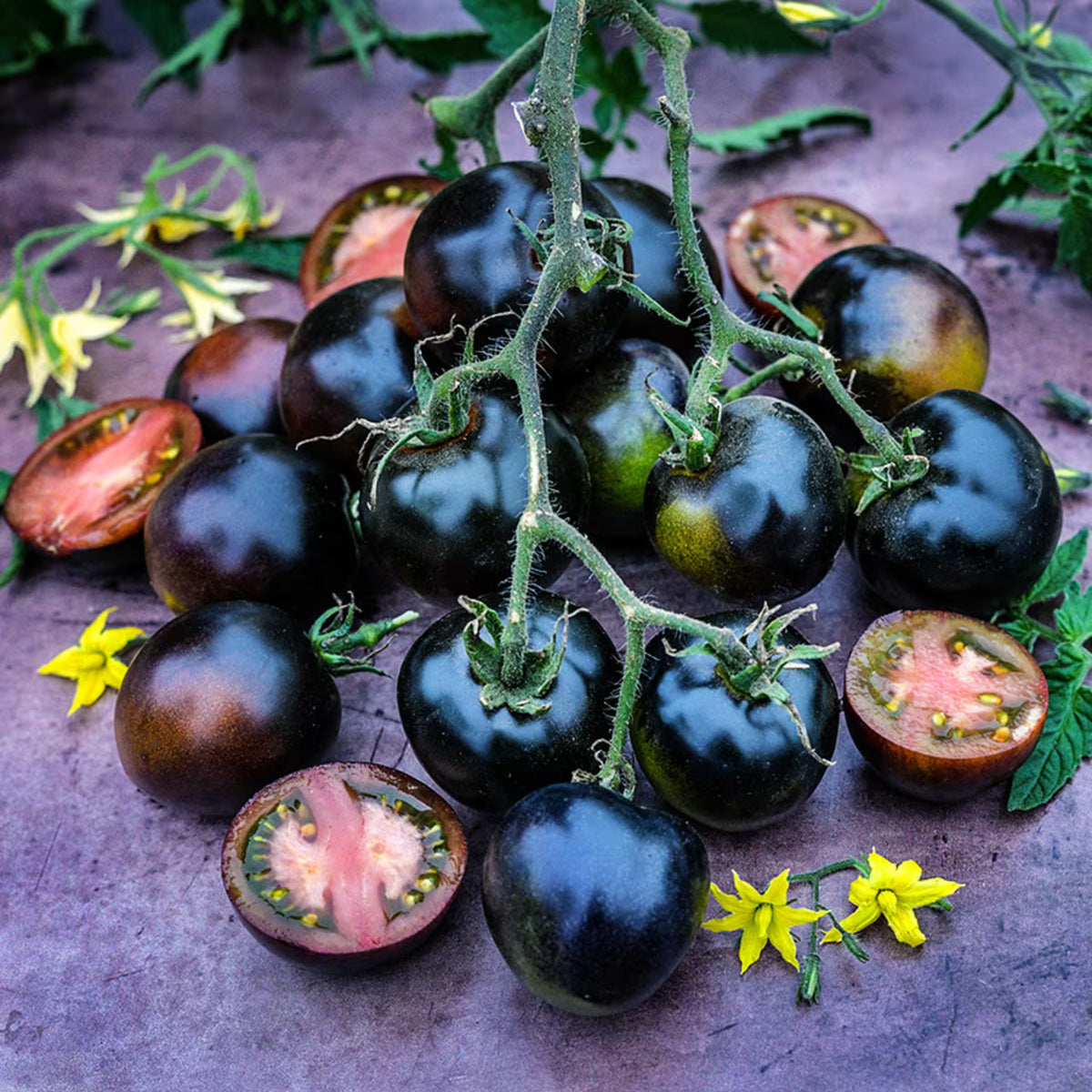 TOMATO INDIGO BLUE CHOCOLATE