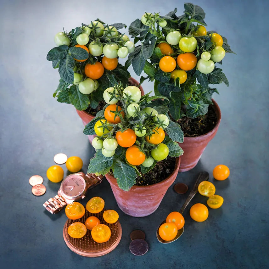 Томато OranGE HaT
