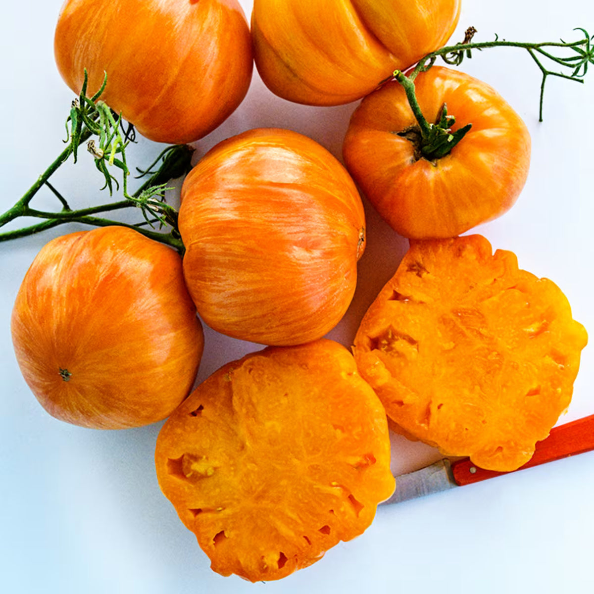 TOMATO ORANGE JAZZ