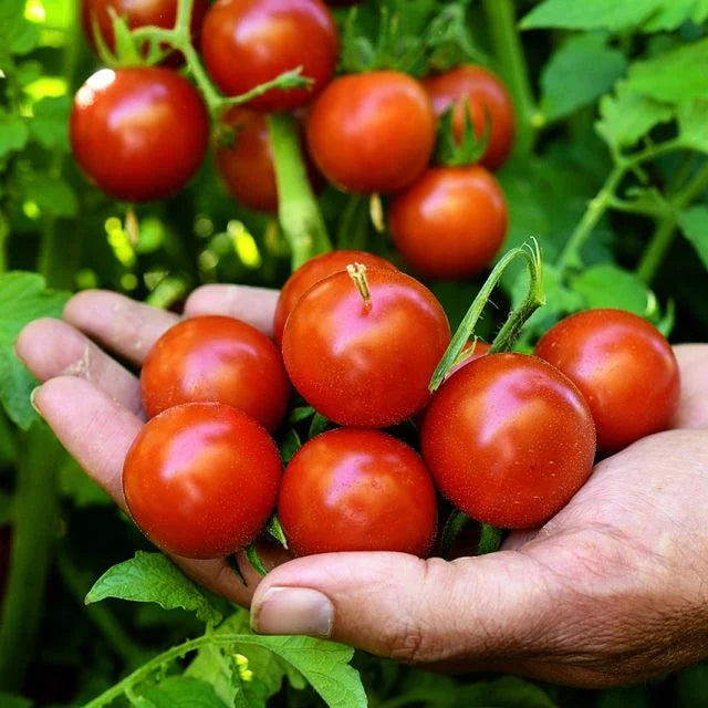 TOMATO – CHADWICK CHERRY