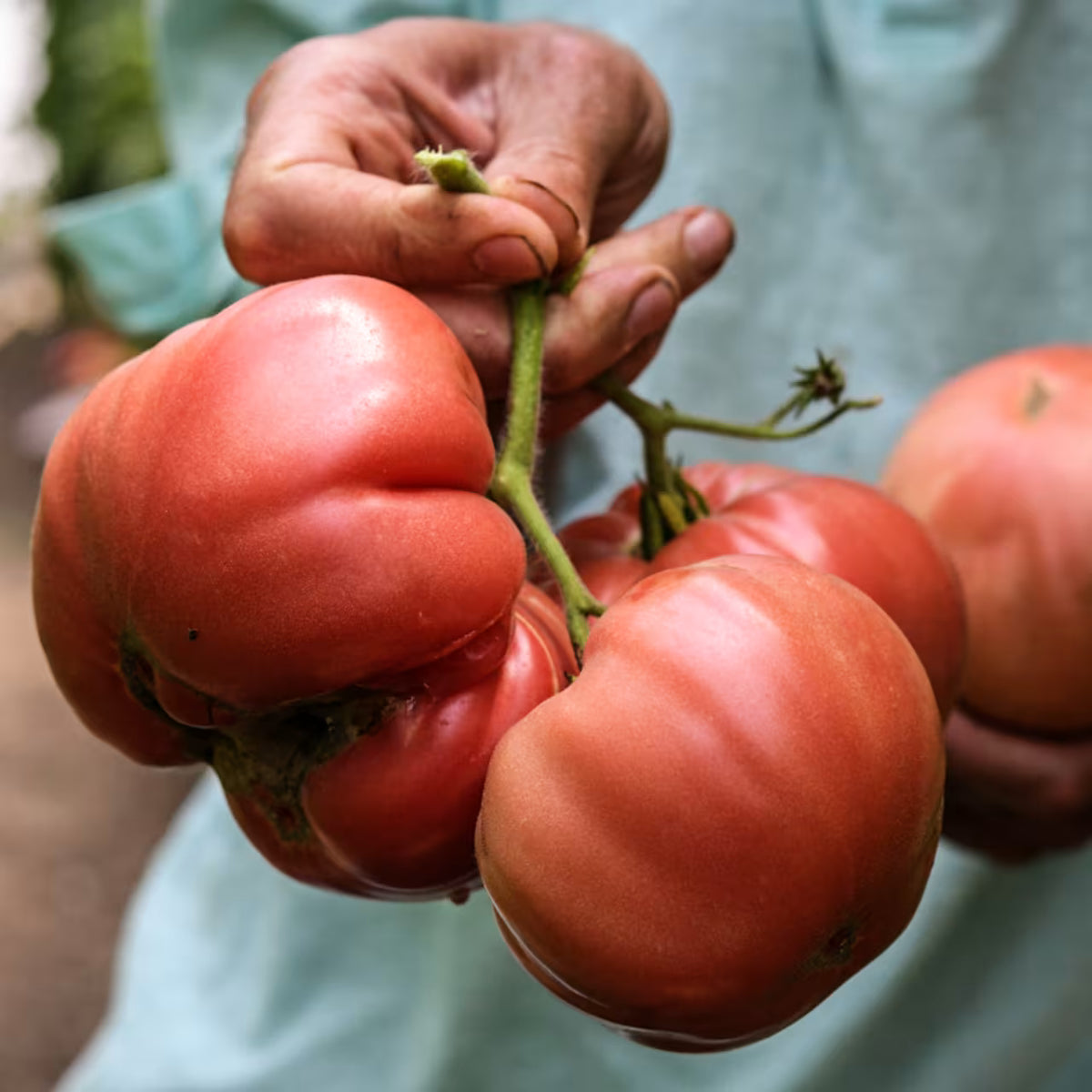 Tomato Granny Cantrell German Red