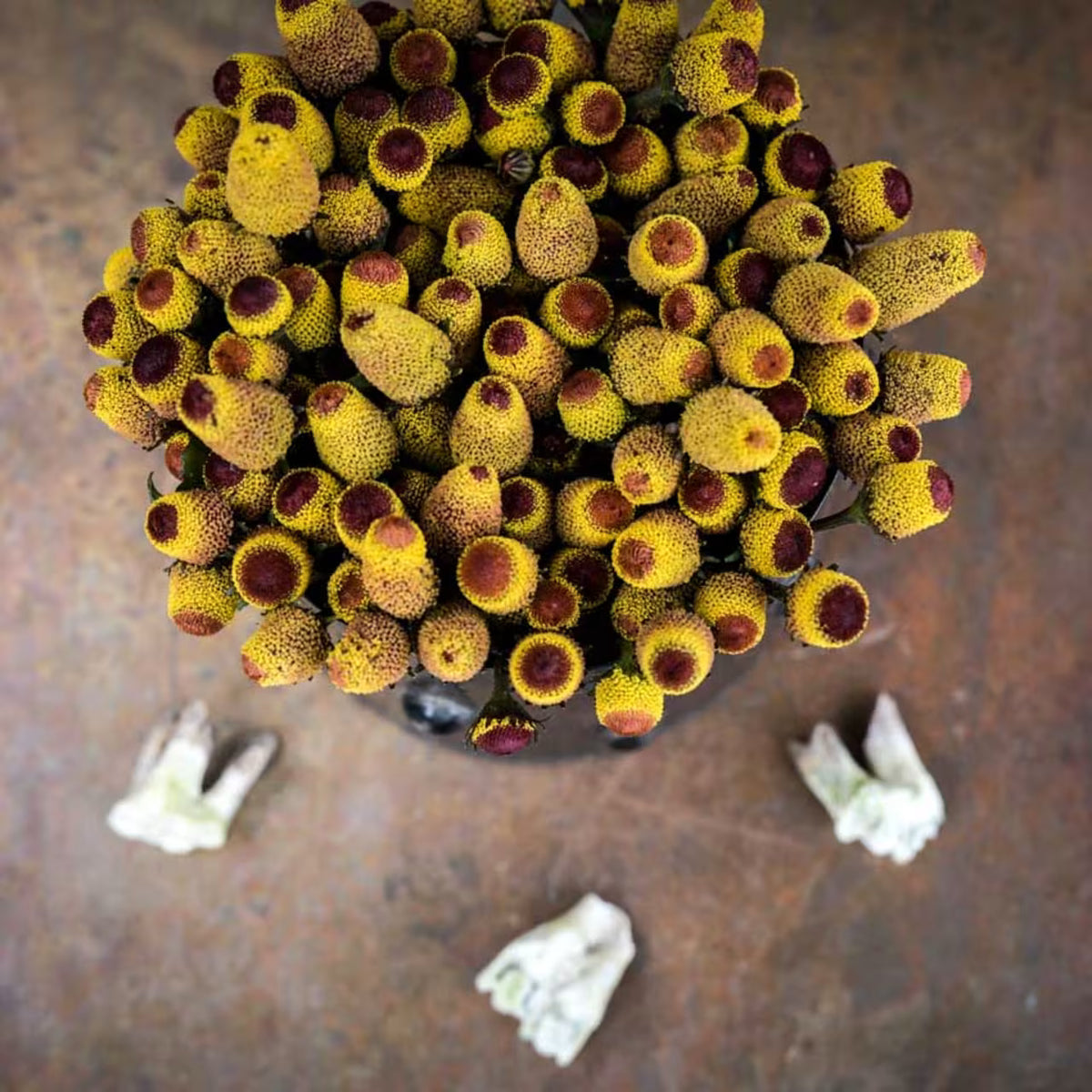 Toothache Plant Seeds, Bullseye