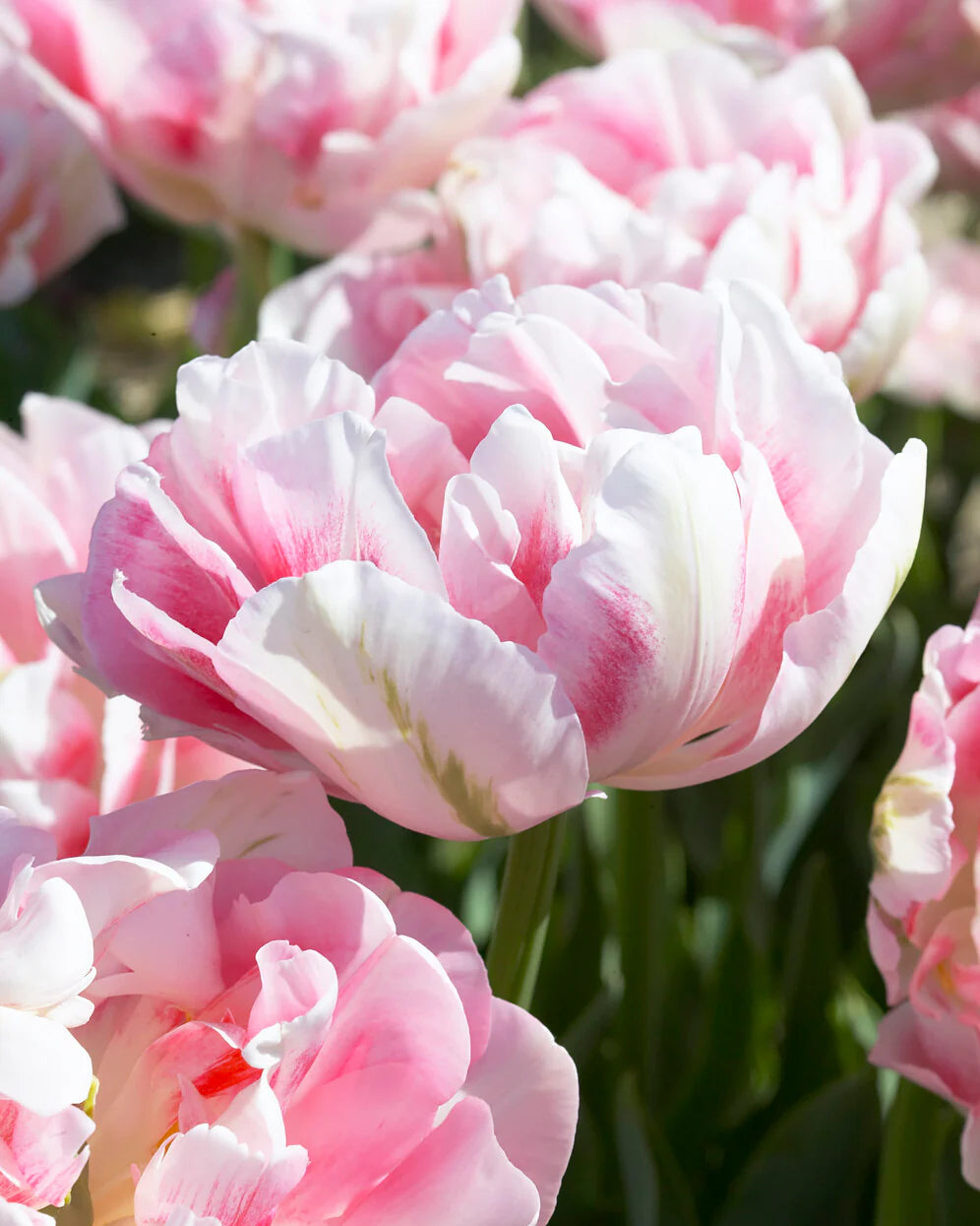 Tulip 'Finola' 10