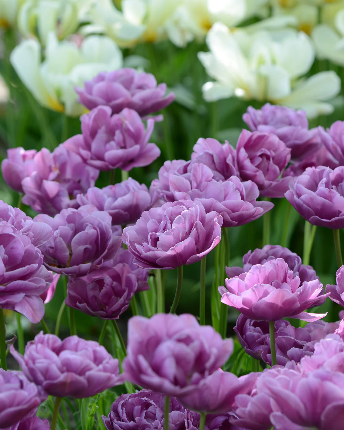 Tulip 'Lilac Perfection' 10