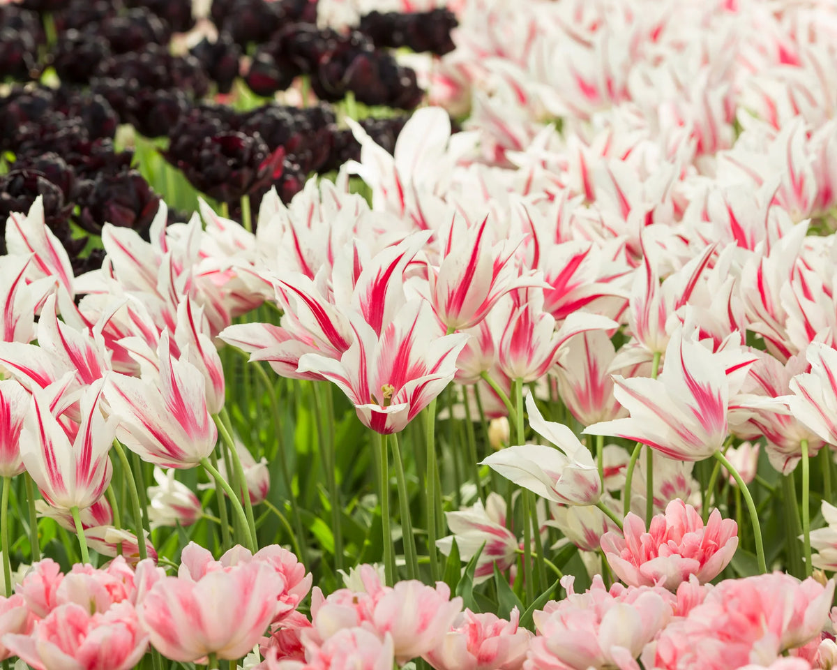 Tulip 'Marilyn' 10