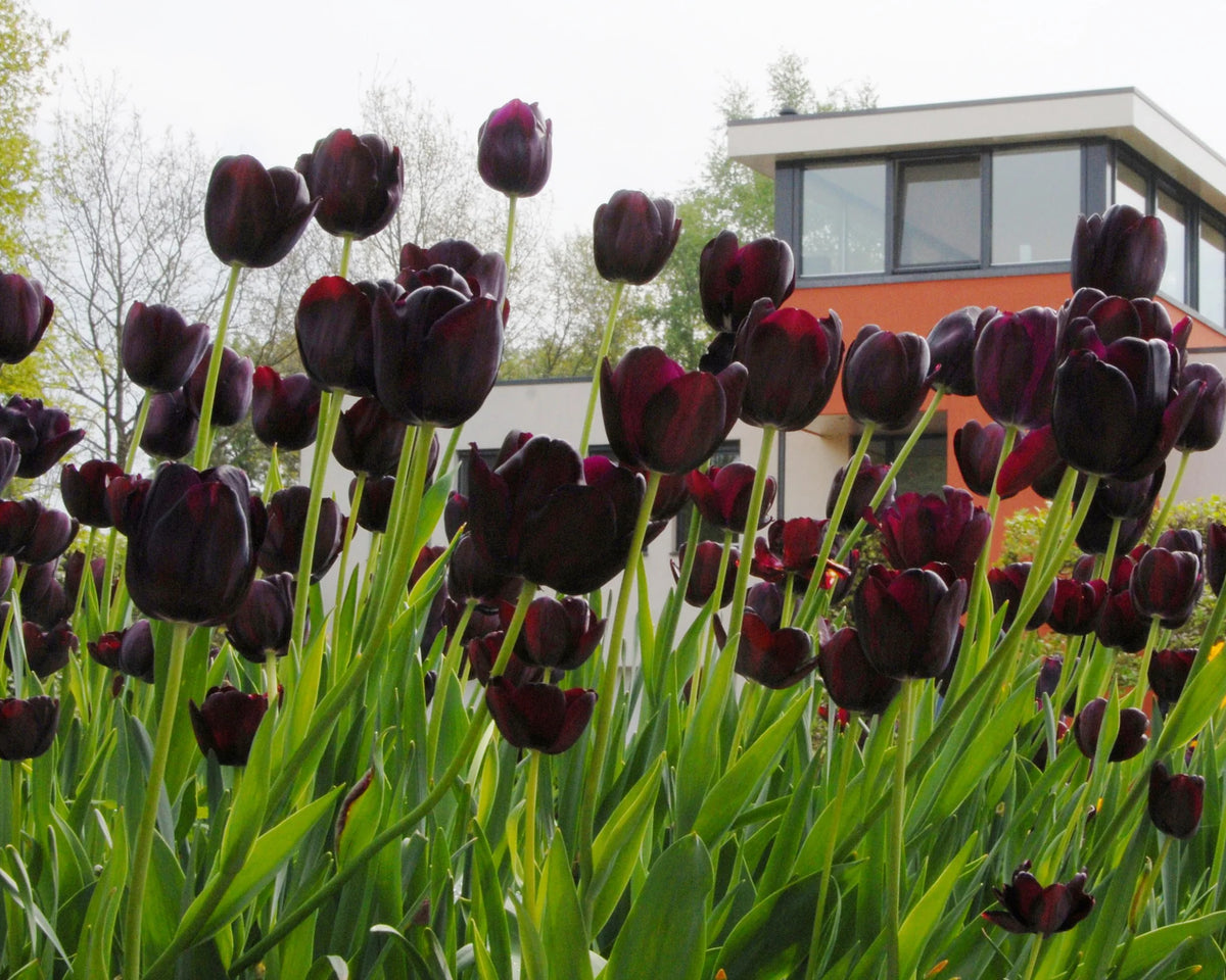 Tulip 'Queen of Night' "Black tulip" 10