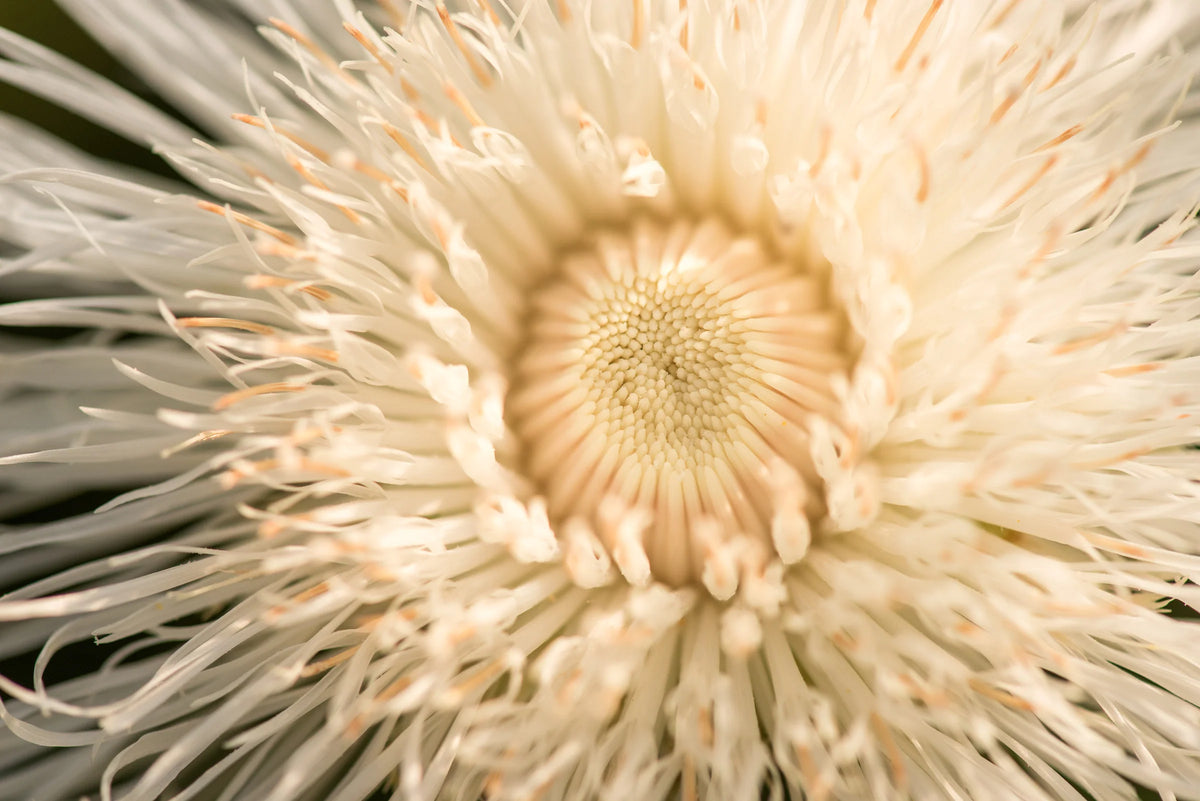 Aloha Blanca' Basket Flower