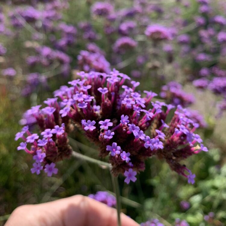 VARDENA Verbena bonariensis