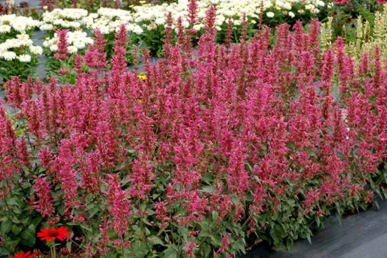 AGASTACHE ROSE MINT