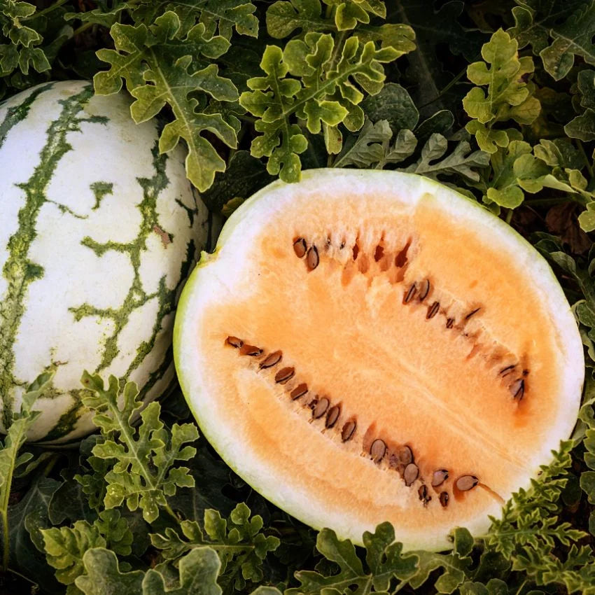 WATERMELON CLAY COUNTY YELLOW MEAT