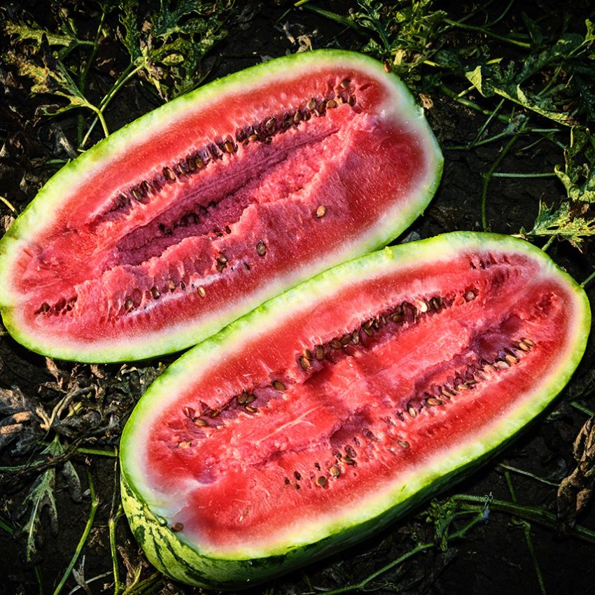 WATERMELON KUROBE