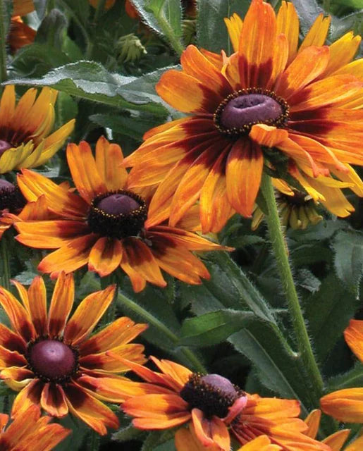 RudbecKia Cappuccino