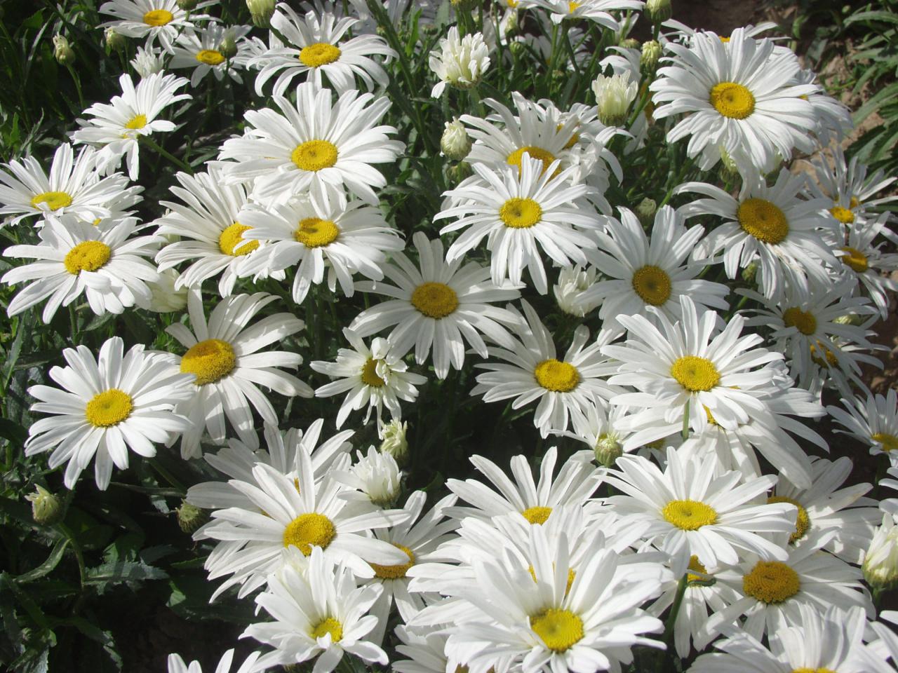 Shasta Daisy 'white Breeze