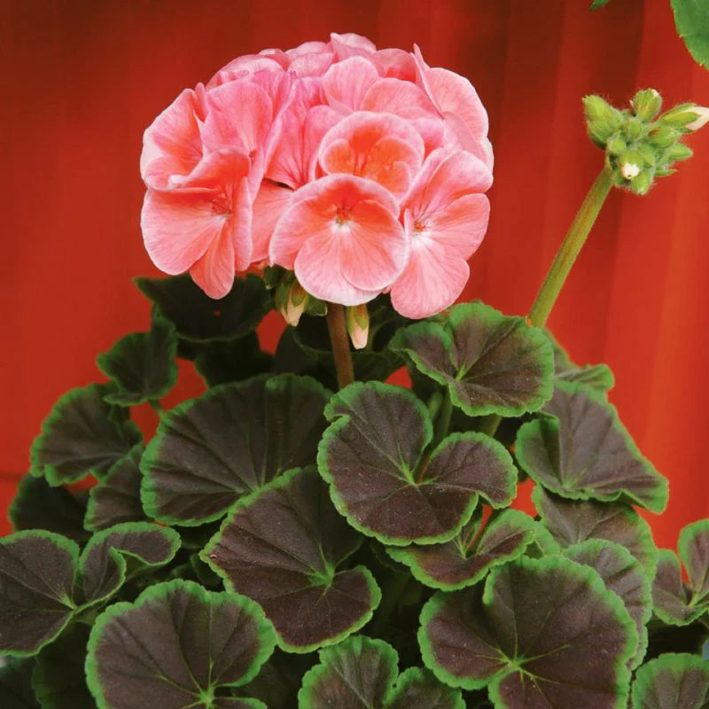 geraniums