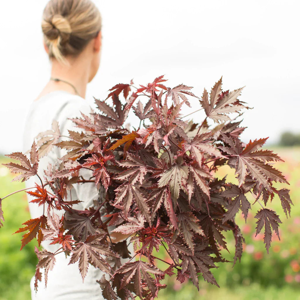 Red-leaf Hibiscus ‘Mahogany Splendor’