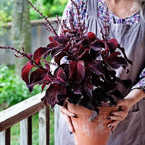COLEUS