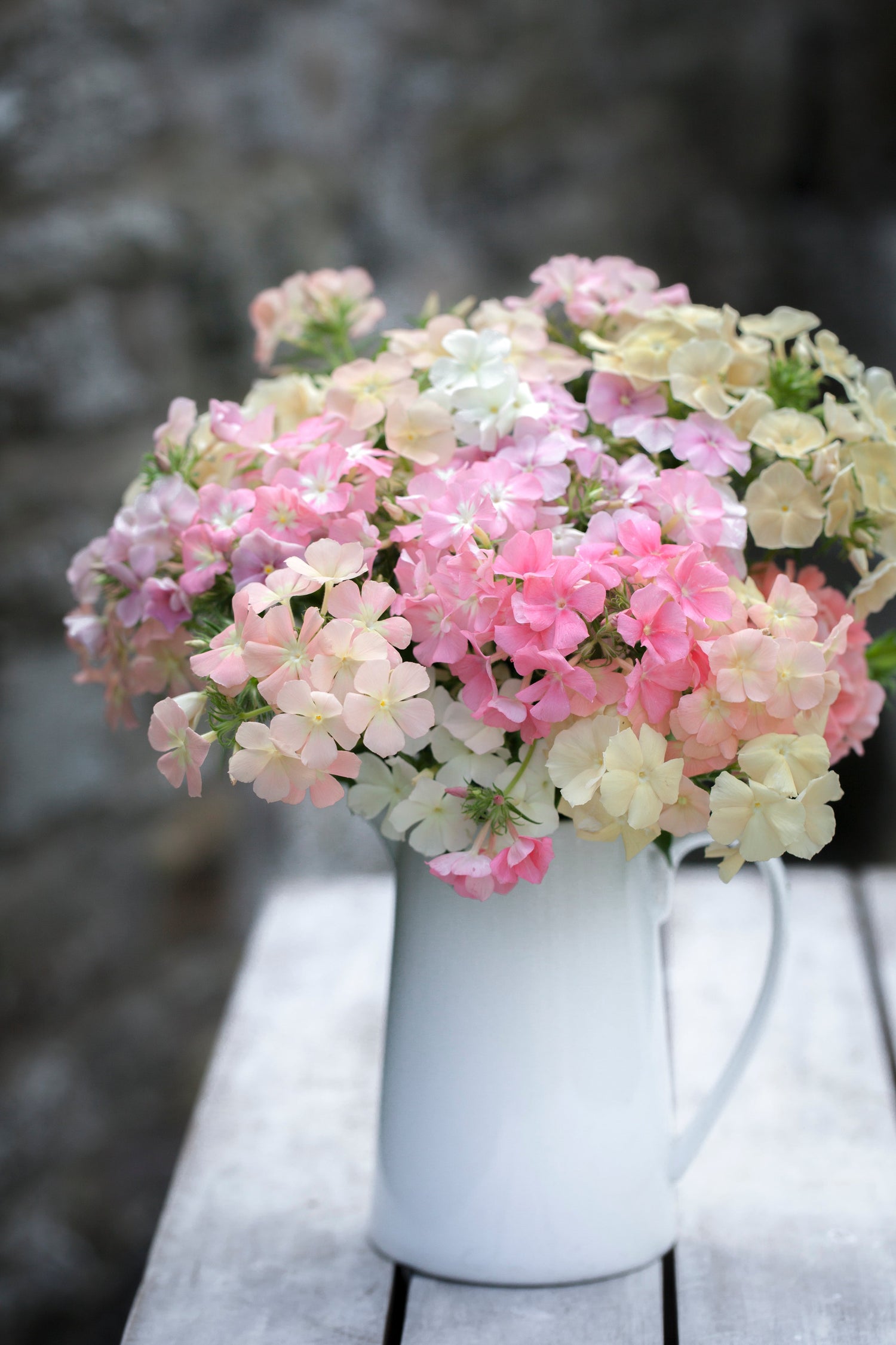PHLOX