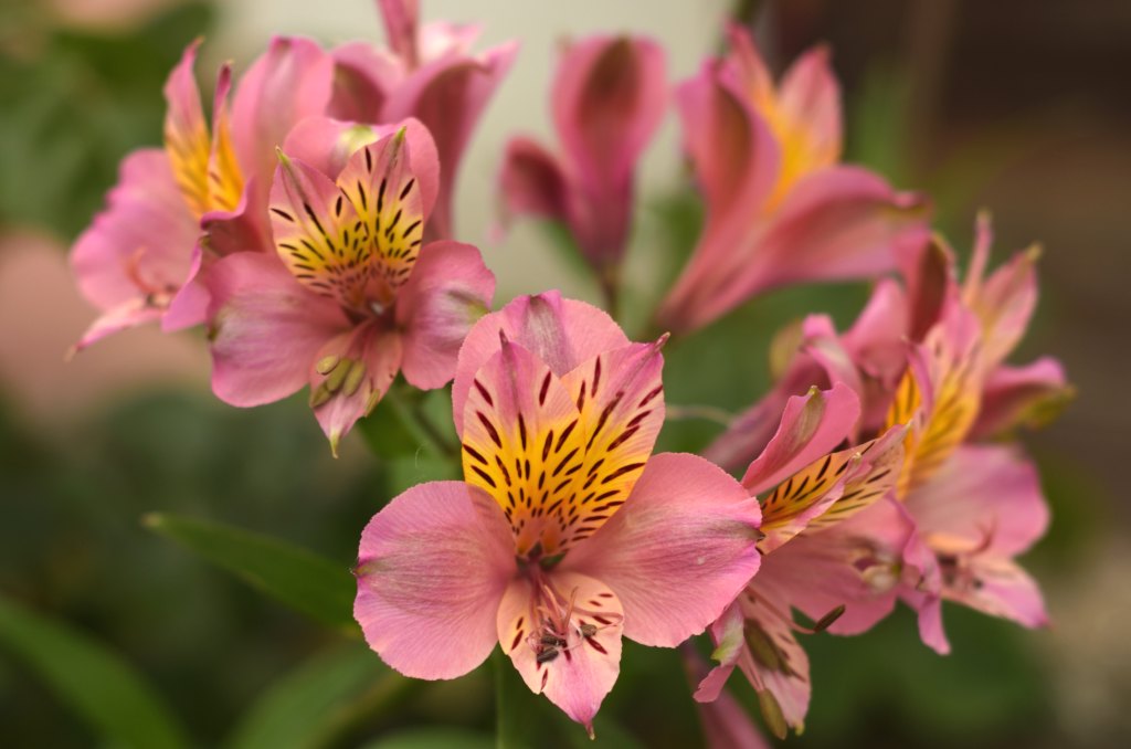 Alstroemeria
