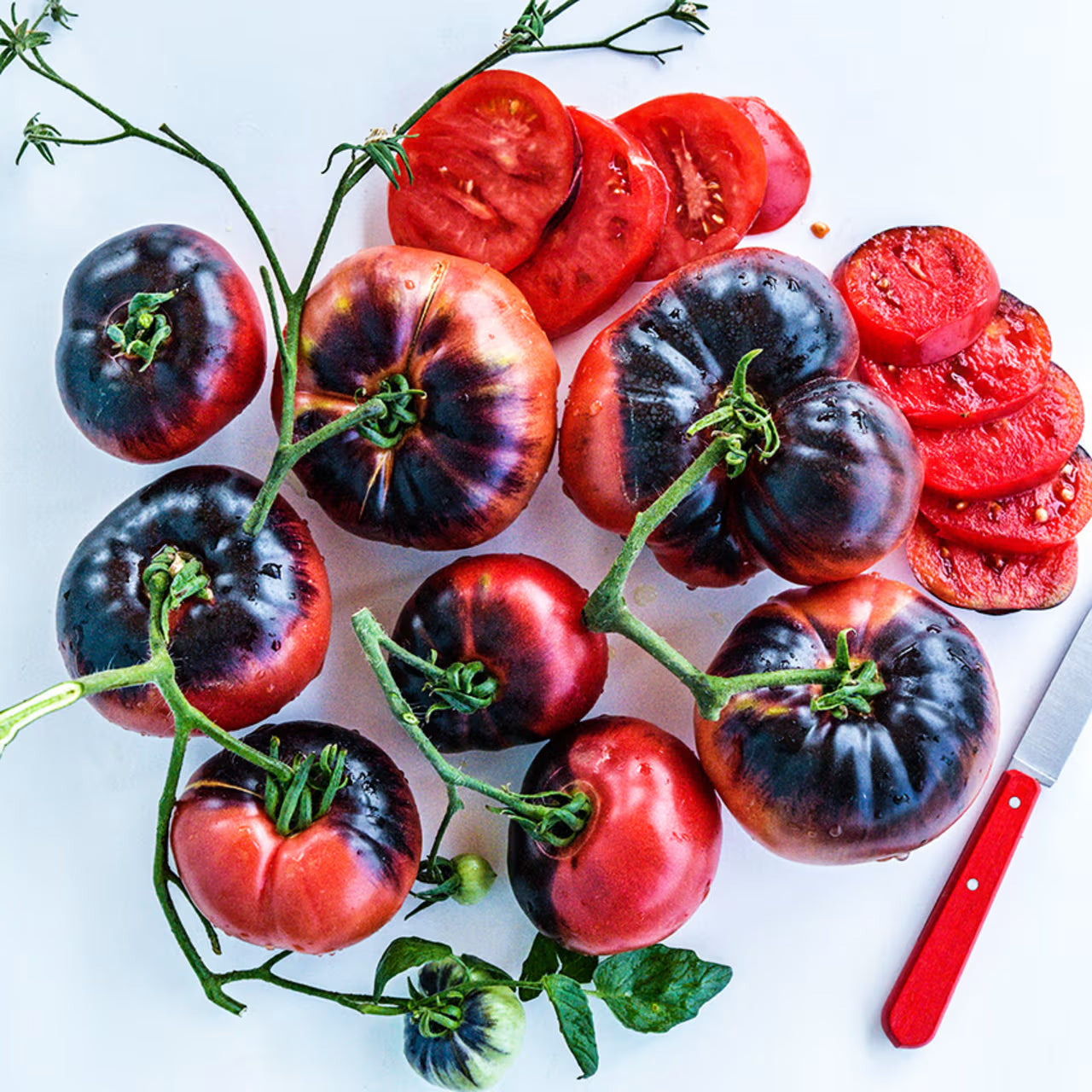 Tomato Blue & Purple