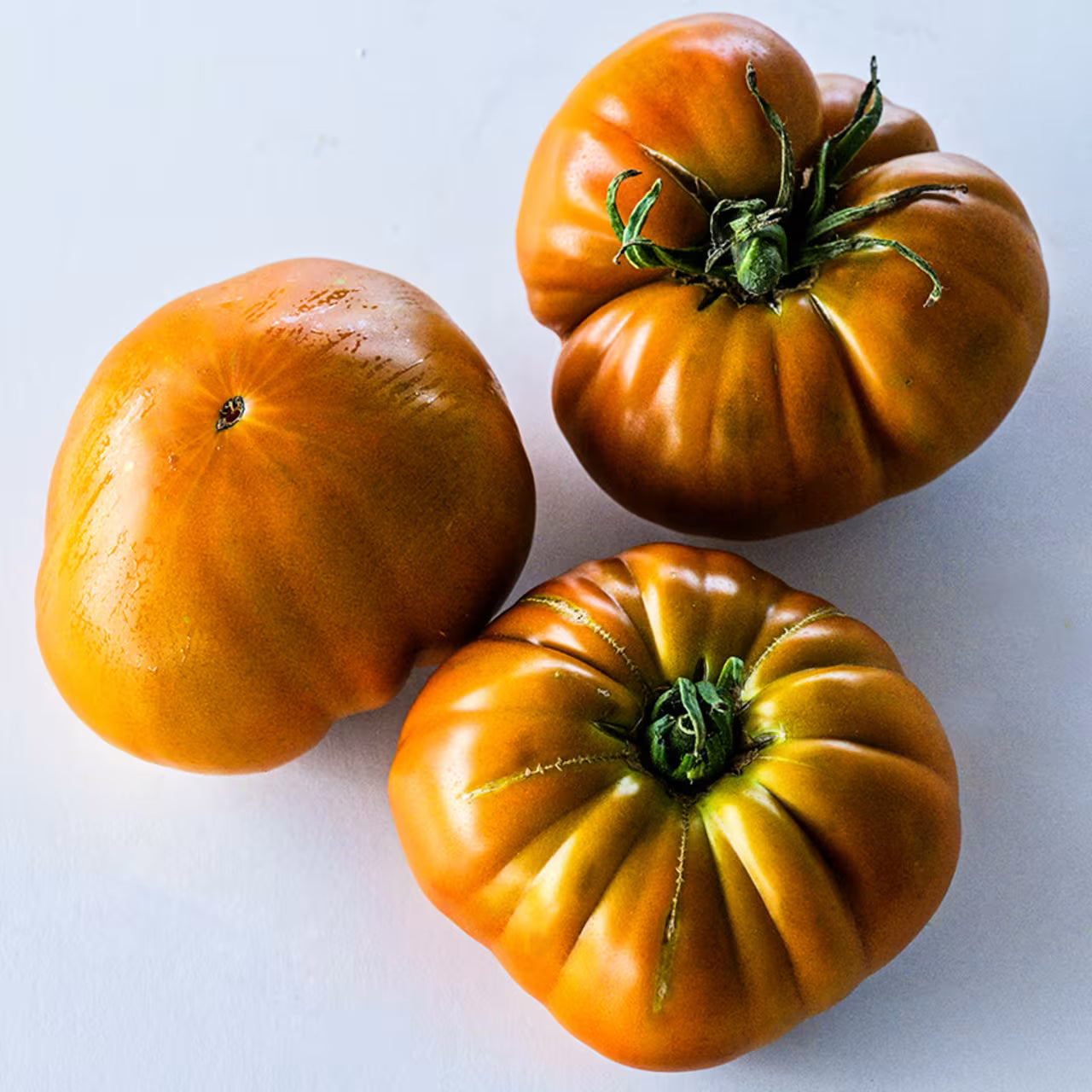 Tomato Orange & White & Yellow