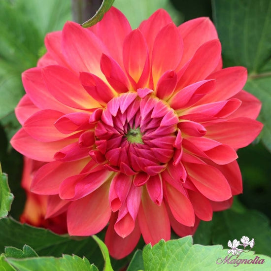 Dahlia Ellen Nauta