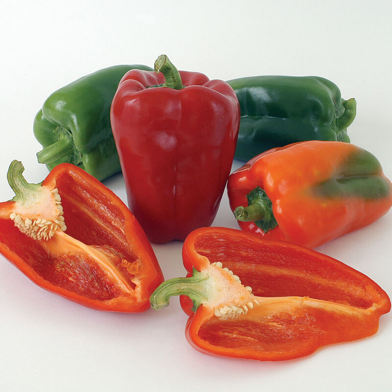 Hybrid Bell Peppers CLASSIC F1, Capsicum