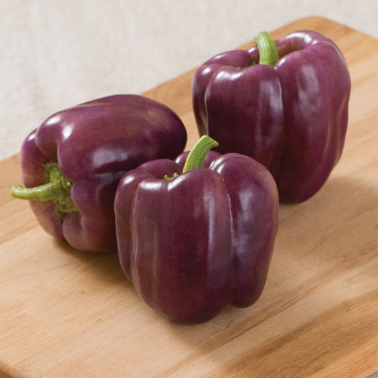 Islander (F1) Bell Pepper