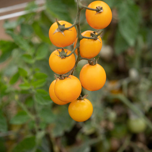 Cherry Tomatoes GOLD NUGGET