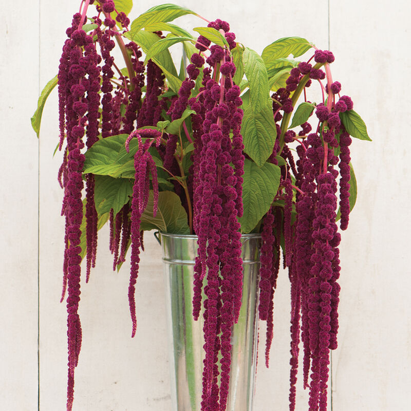Amaranth LOVE-LIES-BLEEDING