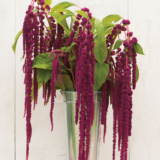 Amaranth LOVE-LIES-BLEEDING