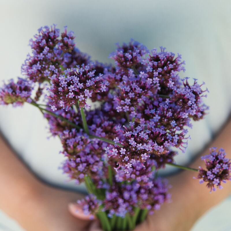 Verbena VERBENA BONARIENSIS