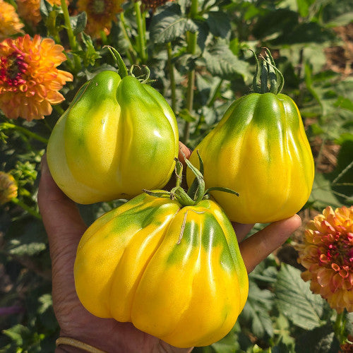 Tlacolula Yellow