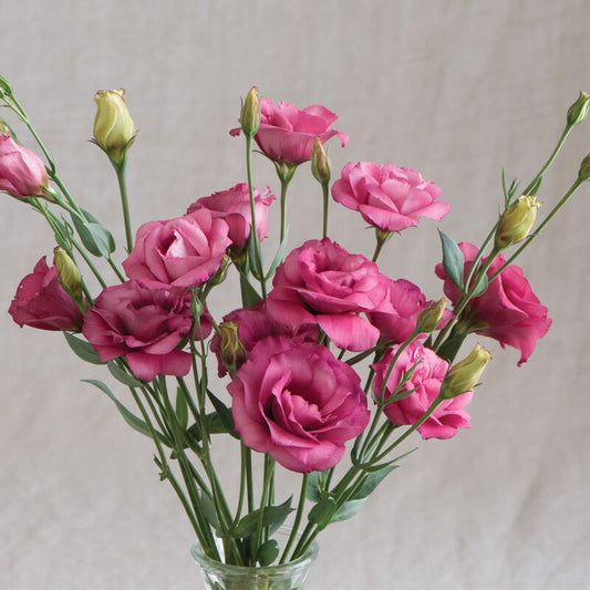 Arena III Red (F1) Lisianthus