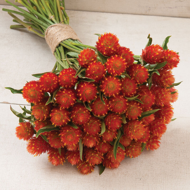 QIS™ Orange Gomphrena Seed