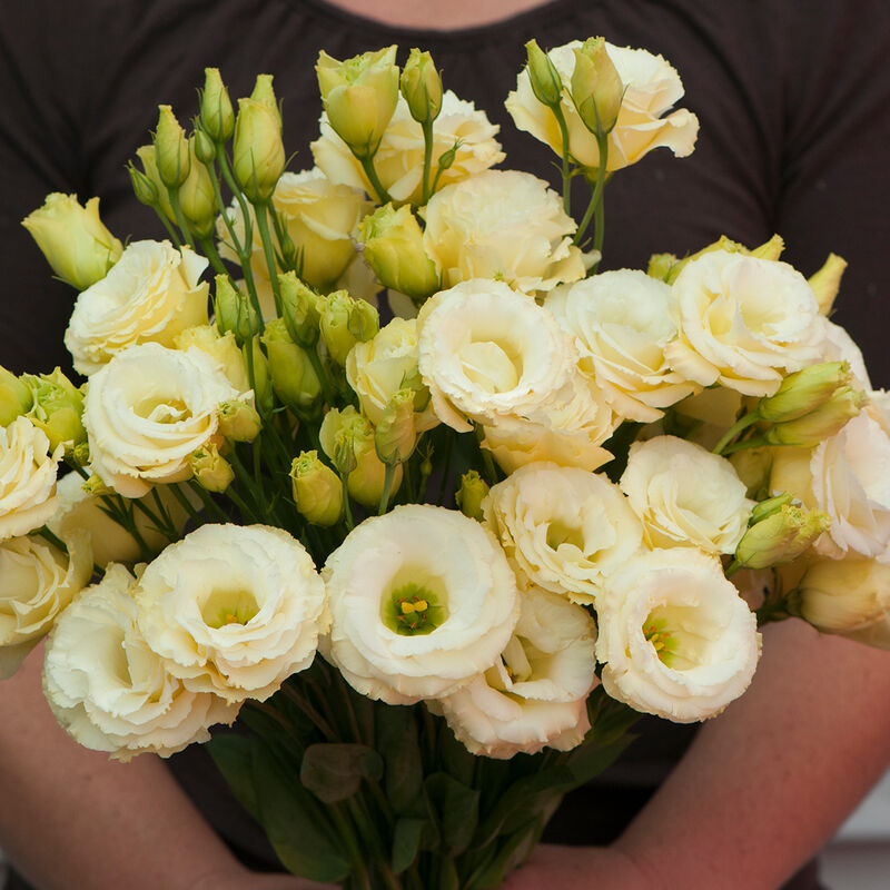 Arena III Gold (F1) Lisianthus