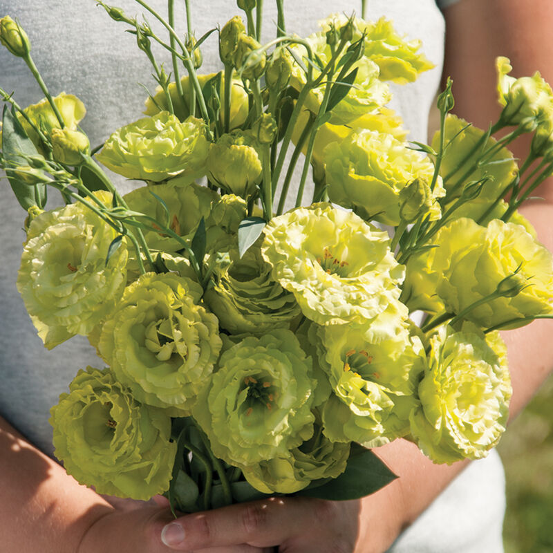 Rosanne Green (F1) Lisianthus