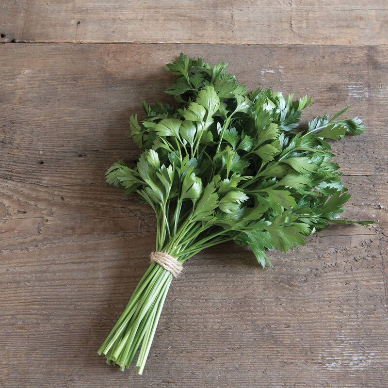 Parsley GIANT OF ITALY